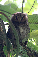 Megascops guatemalae