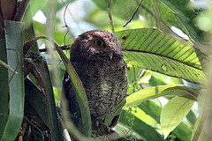 Megascops vermiculatus