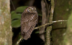 Megascops atricapilla