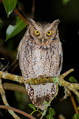 Megascops sanctaecatarinae