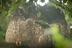 Megascops albogularis