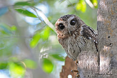 Margarobyas lawrencii