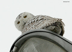 Bubo scandiacus