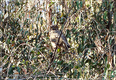 Bubo magellanicus