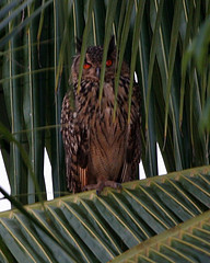 Bubo bengalensis