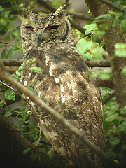 Bubo africanus