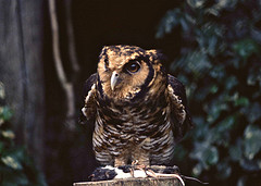 Bubo vosseleri
