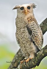 Bubo nipalensis