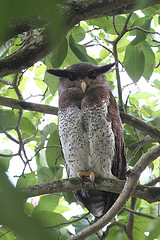 Bubo sumatranus