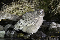 Bubo blakistoni