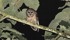 Strix fulvescens
