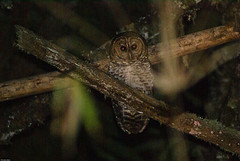 Strix hylophila