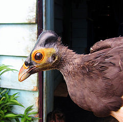 Macrocephalon maleo