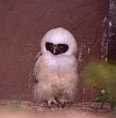 Pulsatrix perspicillata