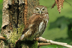 Glaucidium passerinum