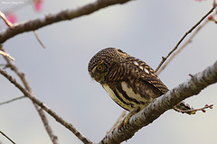 Glaucidium brodiei