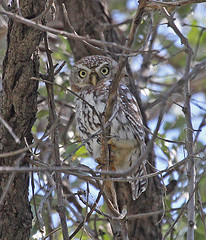 Glaucidium perlatum