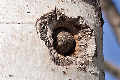 Glaucidium californicum