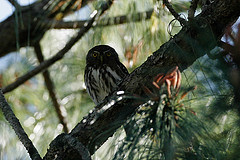Glaucidium cobanense