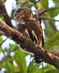 Glaucidium costaricanum