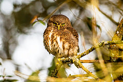 Glaucidium jardinii