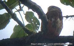 Glaucidium nubicola