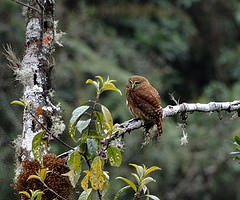 Glaucidium bolivianum