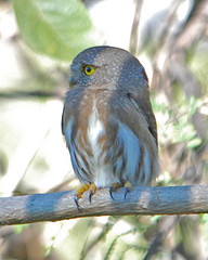 Glaucidium palmarum