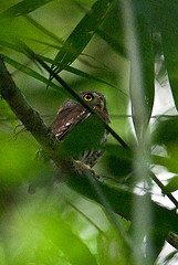 Glaucidium griseiceps