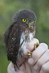 Glaucidium hardyi