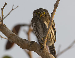 Glaucidium minutissimum