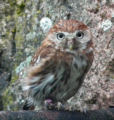 Glaucidium brasilianum