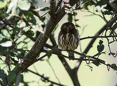 Glaucidium peruanum