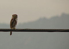 Glaucidium nana