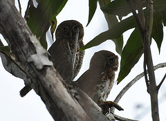 Glaucidium siju