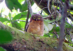 Glaucidium sjostedti