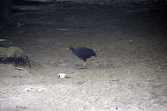 Megapodius laperouse