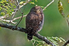 Glaucidium cuculoides
