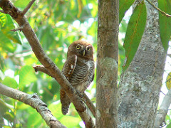 Glaucidium radiatum
