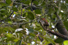 Glaucidium castanotum