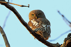 Glaucidium capense