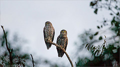 Ninox connivens