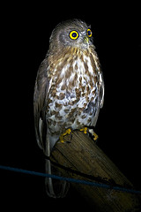 Ninox novaeseelandiae