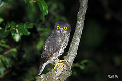 Ninox scutulata