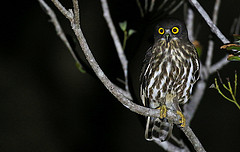 Ninox japonica
