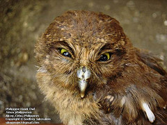 Ninox philippensis