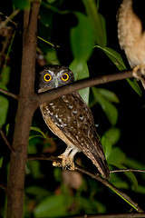 Ninox ochracea