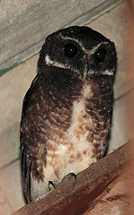 Ninox punctulata