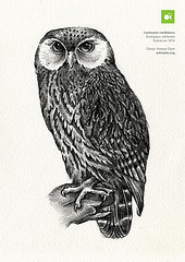 Sceloglaux albifacies