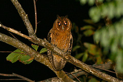 Pseudoscops grammicus